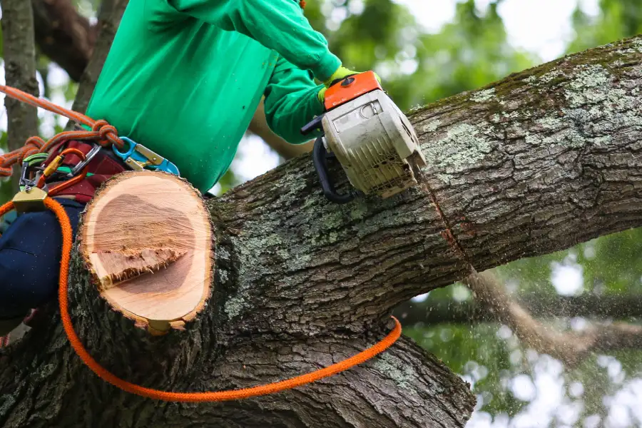 Expert Tree Trimming Acworth, GA Expert Tree Trimming Acworth, GA