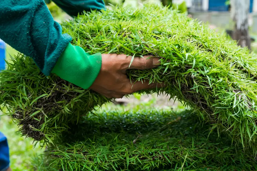 How Sod Installation Improves Long Term Yard Health Acworth, GA How Sod Installation Improves Long Term Yard Health Acworth, GA