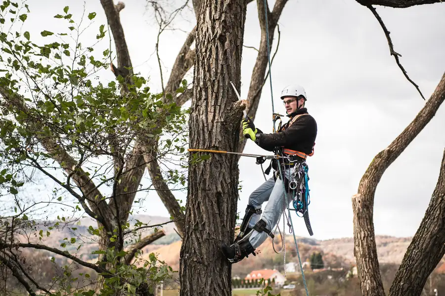 Improve Yard Safety With Professional Tree Trimming Acworth, GA Improve Yard Safety With Professional Tree Trimming Acworth, GA