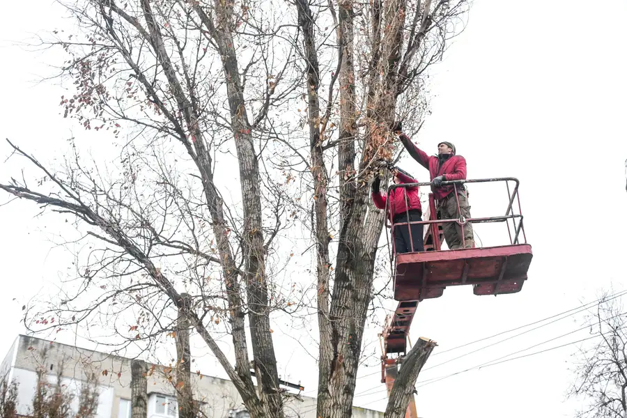 Improve Yard Safety With Professional Tree Trimming in Acworth, GA Improve Yard Safety With Professional Tree Trimming in Acworth, GA