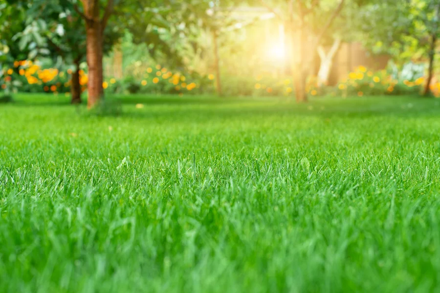 Keep Your Yard Thriving With Consistent Lawn Care Acworth, GA Keep Your Yard Thriving With Consistent Lawn Care Acworth, GA