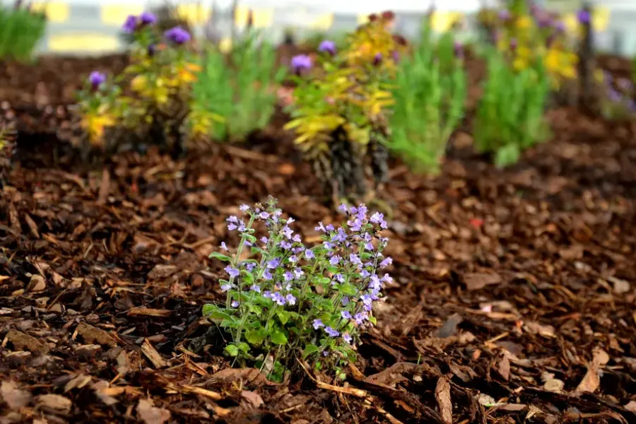 Transform Your Landscape Appearance Using Mulching Acworth, GA Transform Your Landscape Appearance Using Mulching Acworth, GA