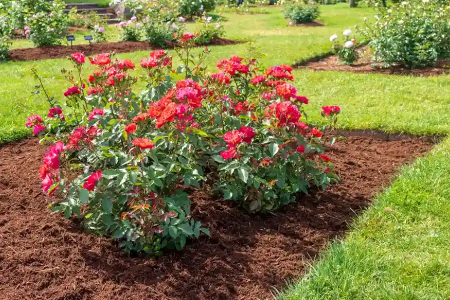 Why Mulching Helps Maintain Moisture And Soil Quality Acworth, GA Why Mulching Helps Maintain Moisture And Soil Quality Acworth, GA