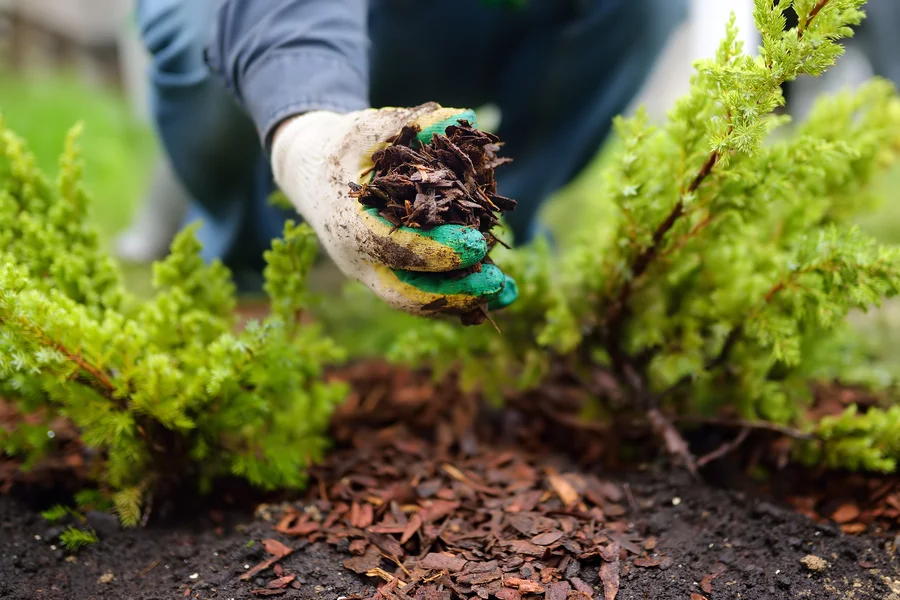Why Mulching Helps Maintain Moisture And Soil Quality in Acworth, GA Why Mulching Helps Maintain Moisture And Soil Quality in Acworth, GA